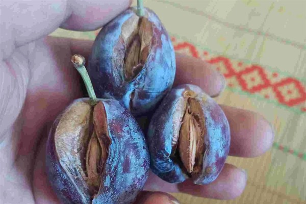 西梅的修剪时间，生长较为旺盛的时期修剪合适