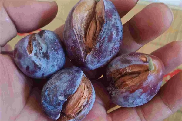 西梅的修剪时间，生长较为旺盛的时期修剪合适