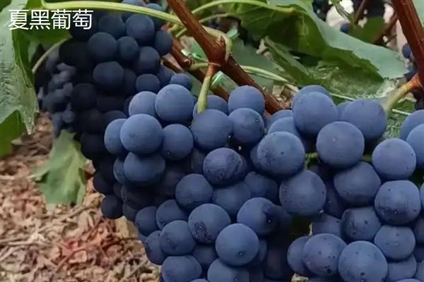 三倍体无核葡萄在几月份成熟，在7月份成熟