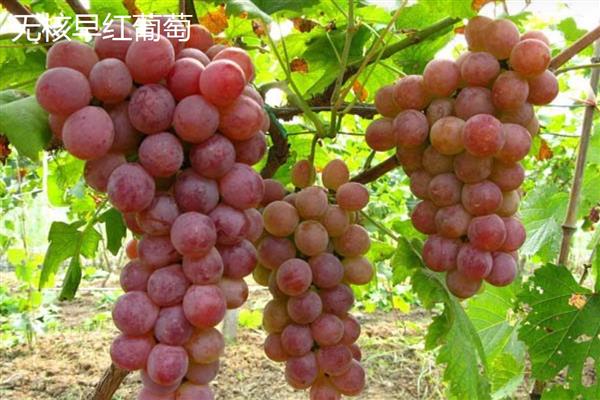 三倍体无核葡萄在几月份成熟，在7月份成熟