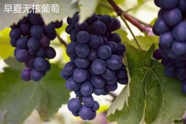 三倍体无核葡萄在几月份成熟，在7月份成熟