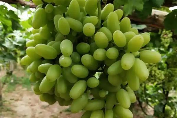 三倍体无核葡萄在几月份成熟，在7月份成熟