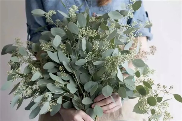 尤加利叶有什么花语，代表恩赐的含义