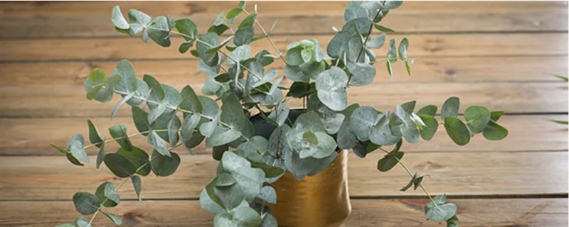 尤加利叶有什么花语，代表恩赐的含义