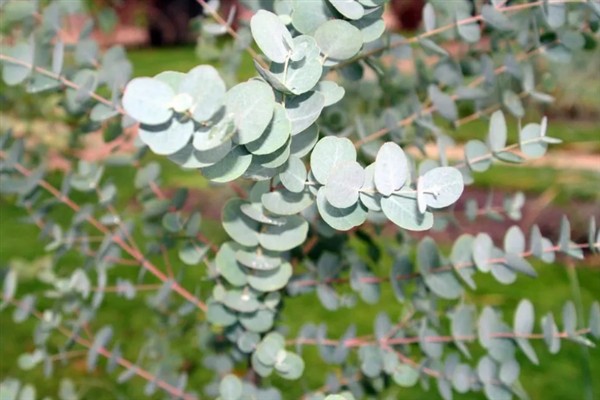 尤加利叶有什么花语，代表恩赐的含义