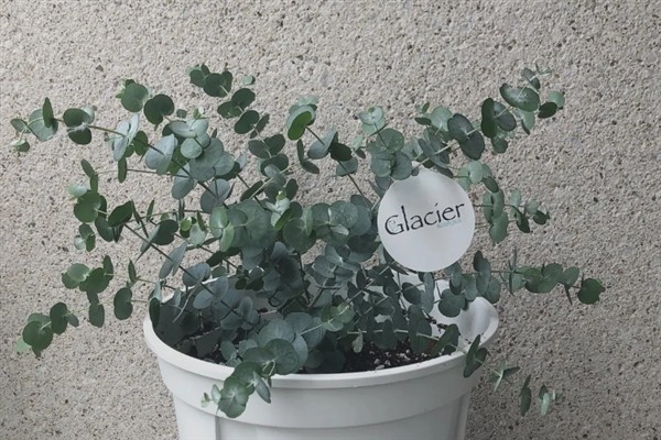 尤加利叶有什么花语，代表恩赐的含义