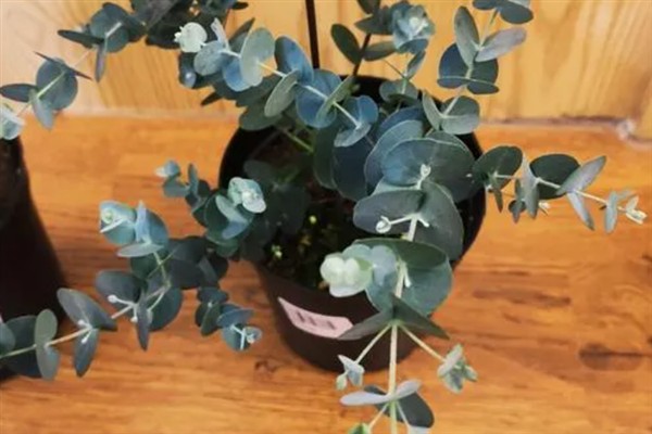 尤加利叶有什么花语，代表恩赐的含义