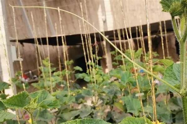 黄瓜结瓜所需时间，从出苗到结瓜需要80-110天左右