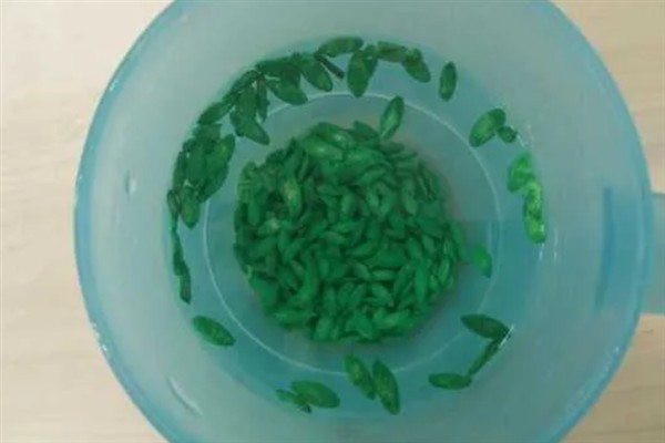 黄瓜结瓜所需时间，从出苗到结瓜需要80-110天左右