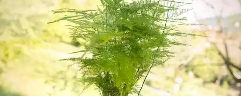 云竹的叶子为什么会干枯发黄，可能是强光暴晒、缺少水分等原因造成