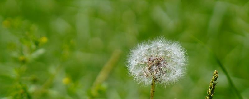 蒲公英一亩地产几斤,一亩能产6000-8000斤