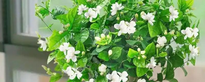 苿莉的养殖方法，通常2-3天浇一次水