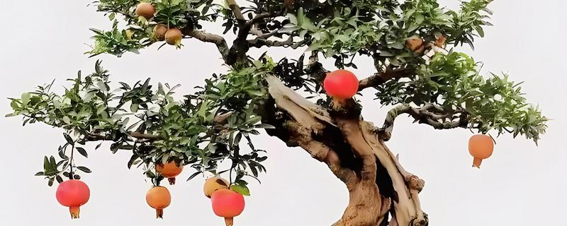 石榴花的家庭养殖方法，要遵循见干见湿的浇水方法