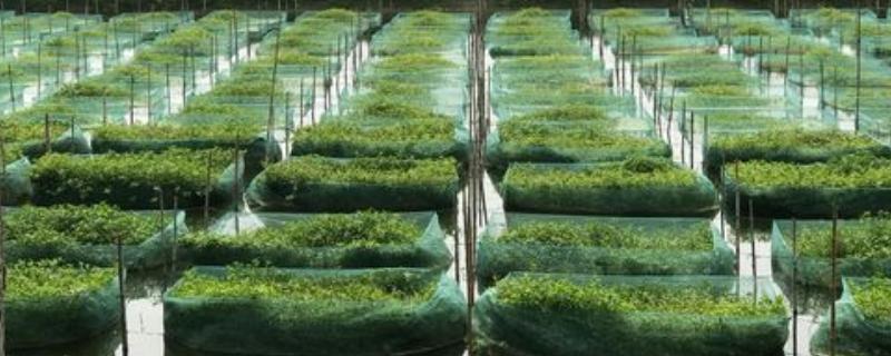 黄鳝网箱养殖的注意事项，网箱的网布应选择20目左右的