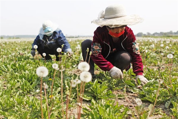 蒲公英一亩地产几斤,一亩能产6000-8000斤