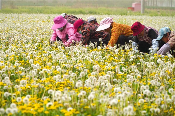 蒲公英一亩地产几斤,一亩能产6000-8000斤