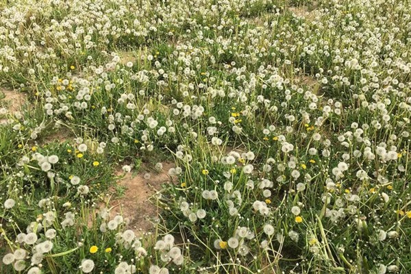 蒲公英一亩地产几斤,一亩能产6000-8000斤