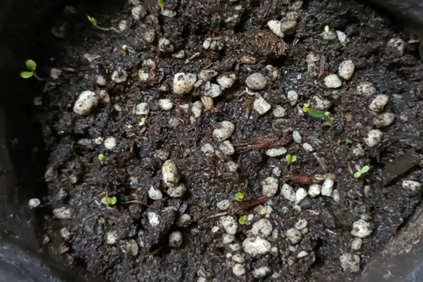 蒲公英一亩地产几斤,一亩能产6000-8000斤