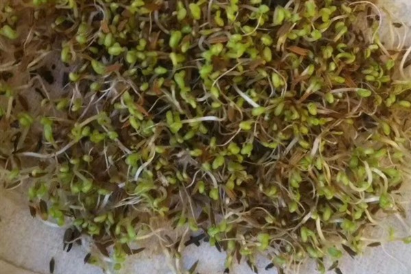 蒲公英一亩地产几斤,一亩能产6000-8000斤