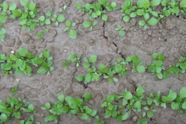 蒲公英一亩地产几斤,一亩能产6000-8000斤