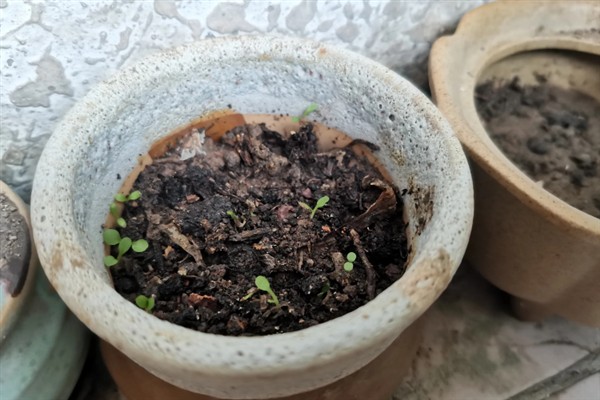 蒲公英一亩地产几斤,一亩能产6000-8000斤