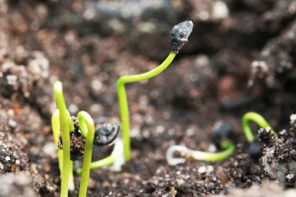 蒲公英一亩地产几斤,一亩能产6000-8000斤