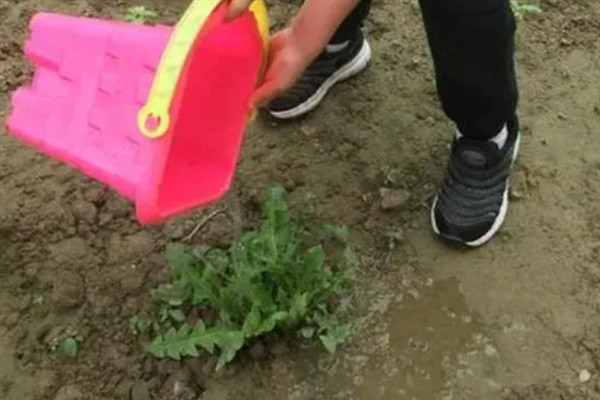 蒲公英一亩地产几斤,一亩能产6000-8000斤