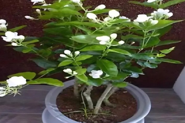 苿莉的养殖方法，通常2-3天浇一次水