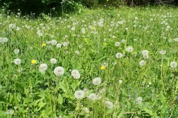 蒲公英一亩地产几斤,一亩能产6000-8000斤