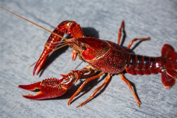 小龙虾的外形特征，体长约为5.6-11.9cm