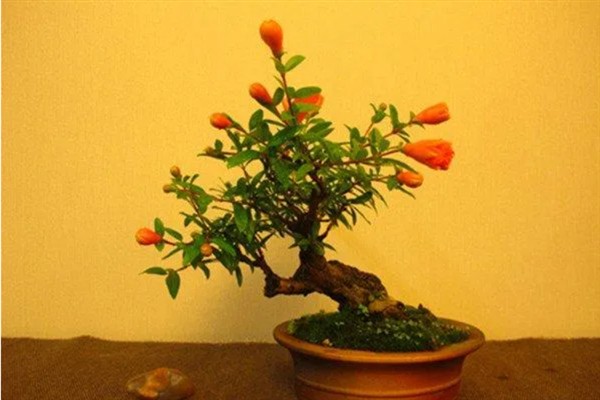 石榴花的家庭养殖方法，要遵循见干见湿的浇水方法