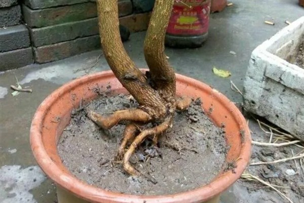 石榴花的家庭养殖方法，要遵循见干见湿的浇水方法