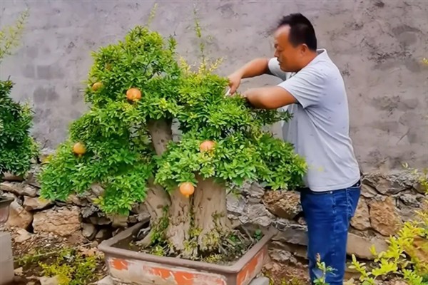 石榴花的家庭养殖方法，要遵循见干见湿的浇水方法