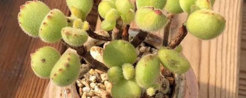 如何判断熊童子缺水，缺水后叶片会发黄干枯