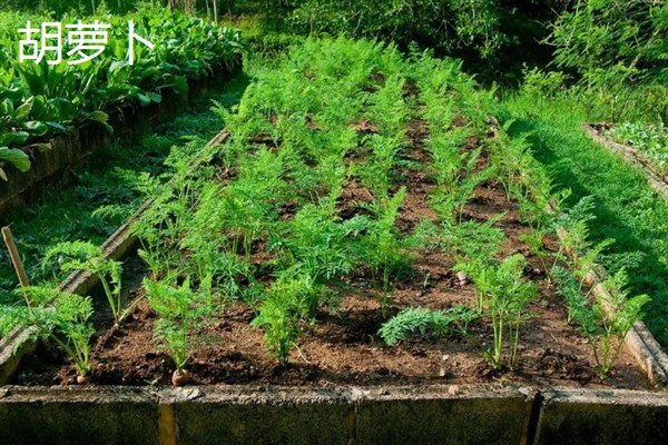 哪些农作物在春天播种，常见花生、水稻、棉花等品种