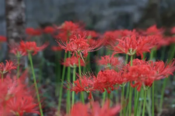 彼岸花有哪些花语，寓意绝望的爱、优美纯洁等