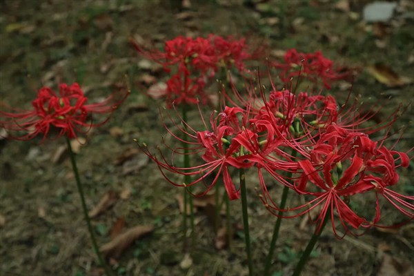 彼岸花有哪些花语，寓意绝望的爱、优美纯洁等