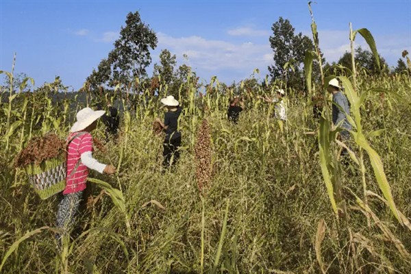 种植高粱的要点，要种在肥沃、平坦疏松的地方