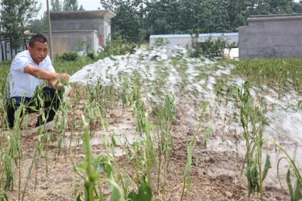 种植高粱的要点，要种在肥沃、平坦疏松的地方