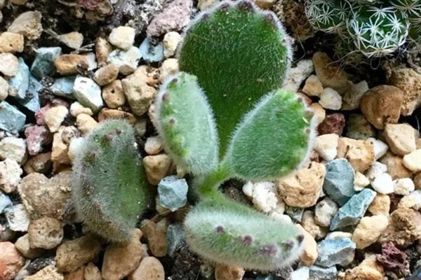 如何判断熊童子缺水，缺水后叶片会发黄干枯