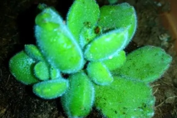 如何判断熊童子缺水，缺水后叶片会发黄干枯