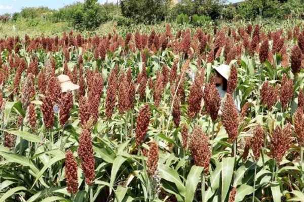 种植高粱的要点，要种在肥沃、平坦疏松的地方