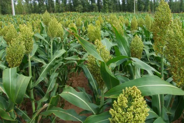 种植高粱的要点，要种在肥沃、平坦疏松的地方