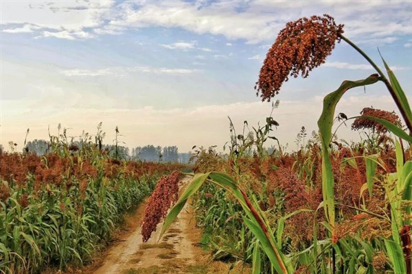 种植高粱的要点，要种在肥沃、平坦疏松的地方