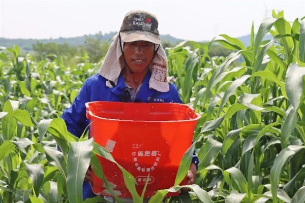 种植高粱的要点，要种在肥沃、平坦疏松的地方
