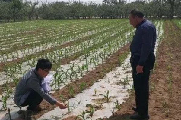 种植高粱的要点，要种在肥沃、平坦疏松的地方