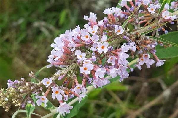 密蒙花的外观，花萼呈钟状、具有聚伞圆锥花序