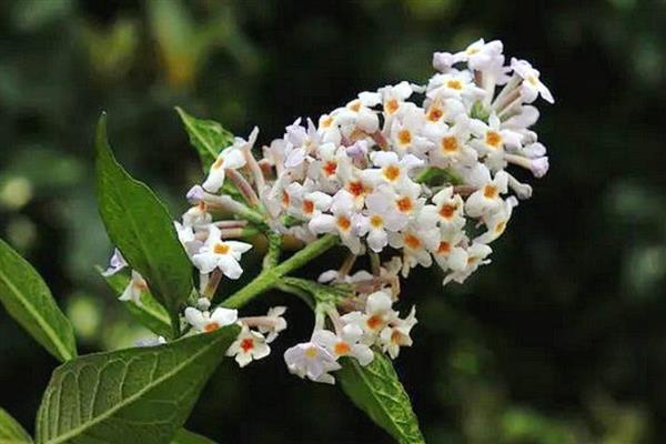密蒙花的外观，花萼呈钟状、具有聚伞圆锥花序