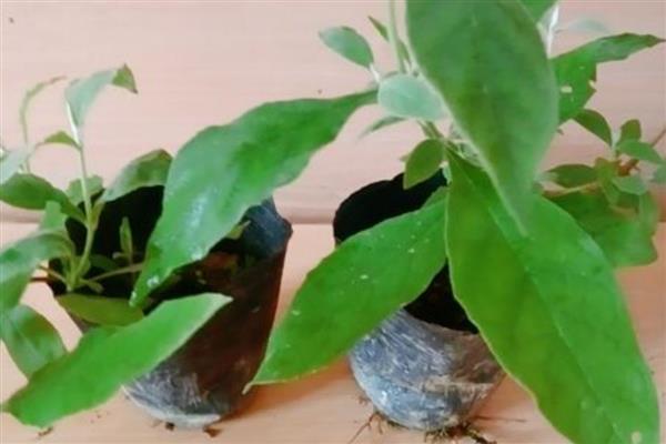 密蒙花的外观，花萼呈钟状、具有聚伞圆锥花序