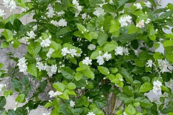 茉莉花如何养殖，夏季一天浇水两次